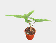 Alocasia Sabrina Narrow
