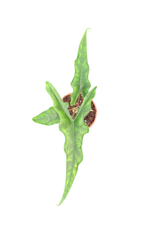 Alocasia Sabrina Narrow