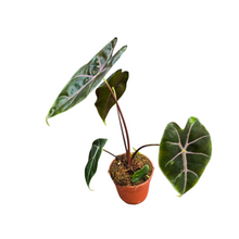 Alocasia Longiloba Purple vein