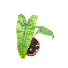 Alocasia Reticulata
