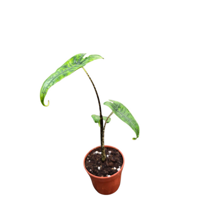 Alocasia Reticulata