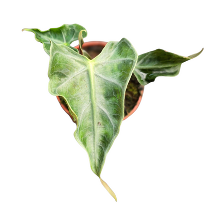 Alocasia Loco