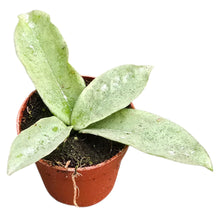 Hoya Grey Ghost