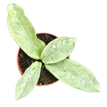 Hoya Grey Ghost
