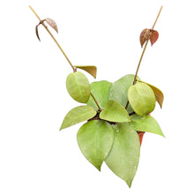 Hoya Incurvula