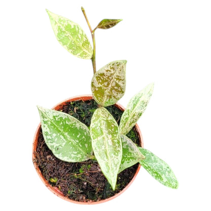 Hoya Leopard Skin