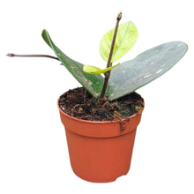 Hoya Bonii