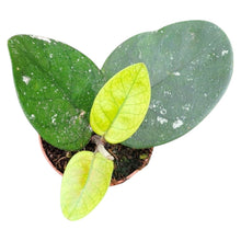 Hoya Bonii