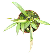 Hoya Tsangii Variegata (Inner)