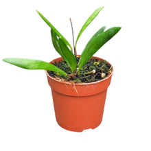 Hoya Loheri