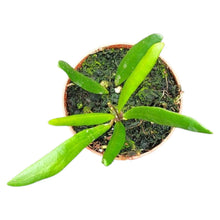 Hoya Loheri