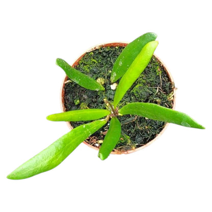 Hoya Loheri