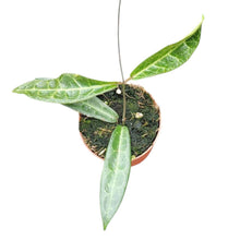 Hoya Hypolasia
