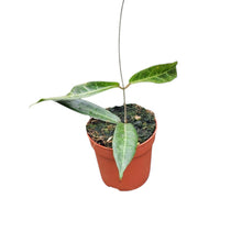 Hoya Hypolasia