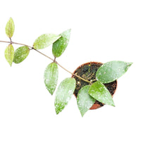 Hoya Nabawensis Splash