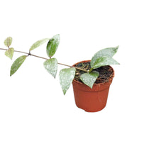 Hoya Nabawensis Splash