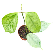 Hoya Coriacea Silver