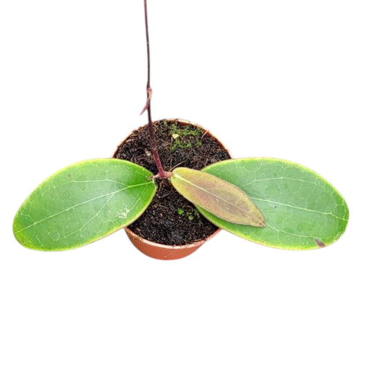 Hoya Rintzii Borneo