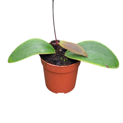 Hoya Rintzii Borneo