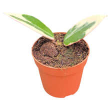 Hoya Verticillata Yangzhi Variegata