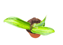 Hoya Macrophylla Baibua