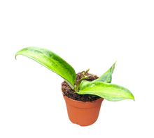 Hoya Macrophylla Baibua