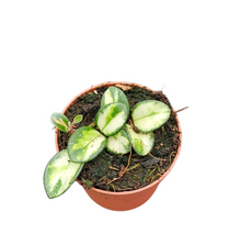 Hoya Mathilde Variegata