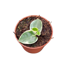 Hoya Cumingiana Variegata