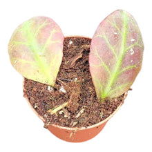 Hoya Waymaniae
