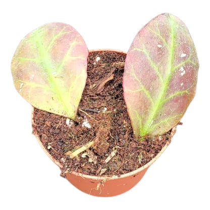 Hoya Waymaniae