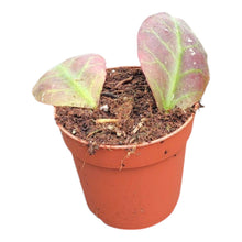 Hoya Waymaniae