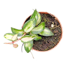 Hoya Lacunosa Tricolor Bruno