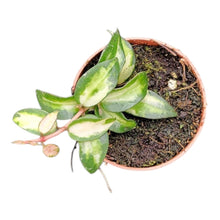 Hoya Lacunosa Tricolor Bruno