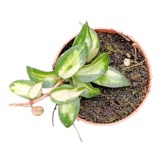 Hoya Lacunosa Tricolor Bruno