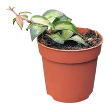 Hoya Lacunosa Tricolor Bruno