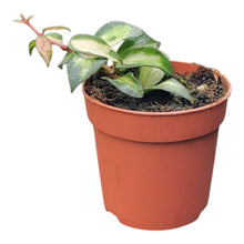 Hoya Lacunosa Tricolor Bruno