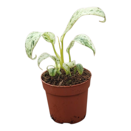 Epipremnum Giganteum Variegata