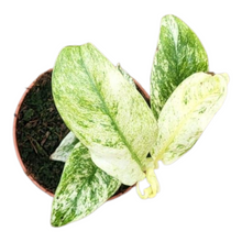 Rhapidophora Indo. Variegata