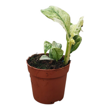 Rhapidophora Indo. Variegata