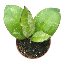 Hoya Angela
