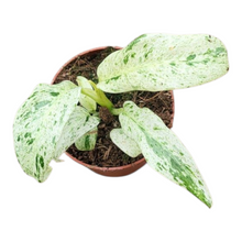 Epipremnum Giganteum Variegata