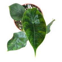 Alocasia Green Unicorn