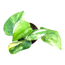 Scindapsus Jade Satin