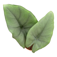 Alocasia Blue Dragon