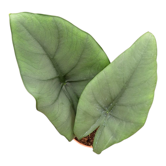 Alocasia Blue Dragon
