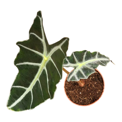 Alocasia Purpley