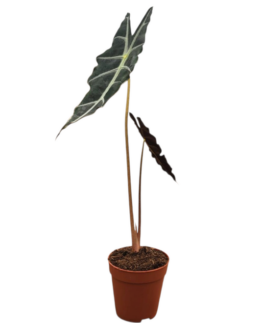 Alocasia Purpley