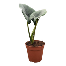 Alocasia Blue Dragon