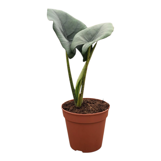 Alocasia Blue Dragon