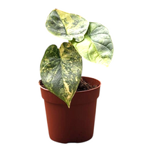 Alocasia Silver Dragon Variegata